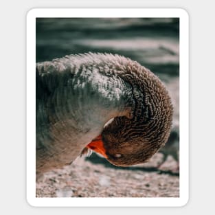 Lake Goose Wildlife Nature Photography Sticker